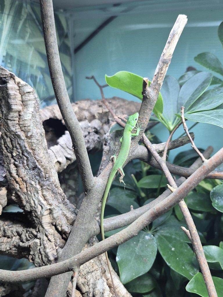 Tria : Gastropholis prasina a Anolis Barbatus