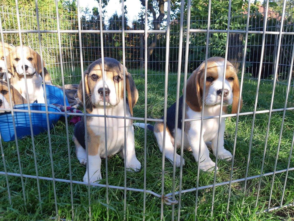 Štěňata Bígl (též beagle) s PP trikolóra