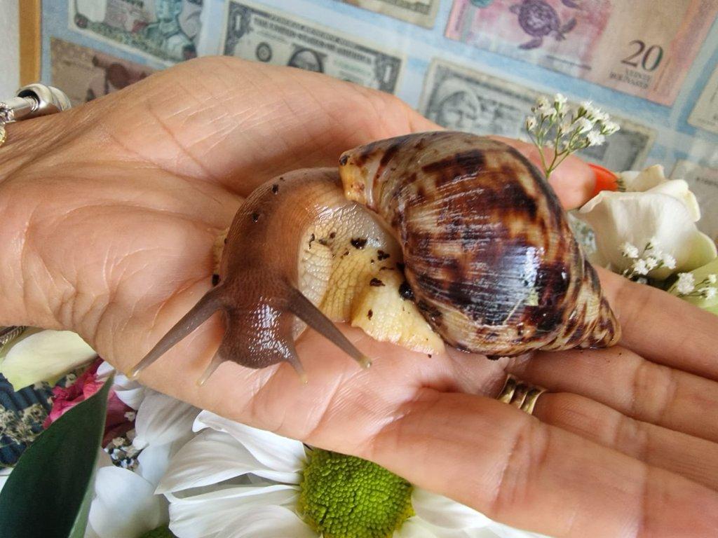 Oblovka žhavá - Lissachatina fulica