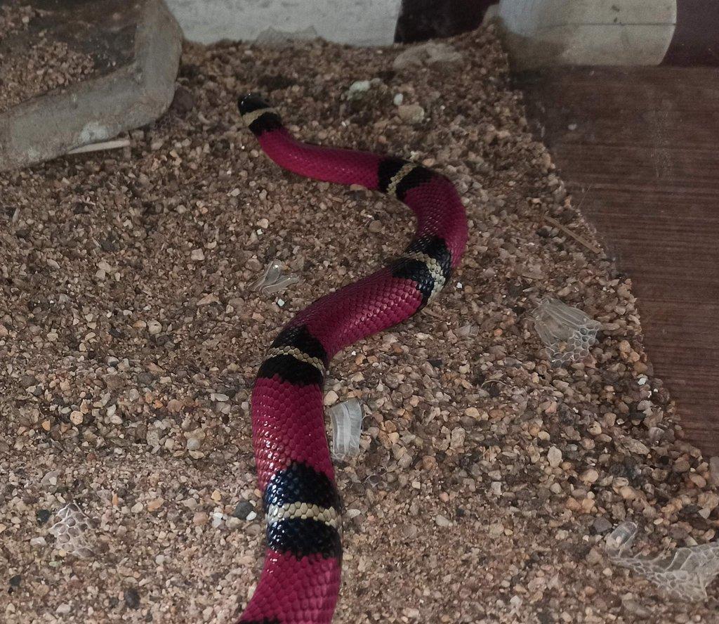 Lampropeltis triangulum sinaloe