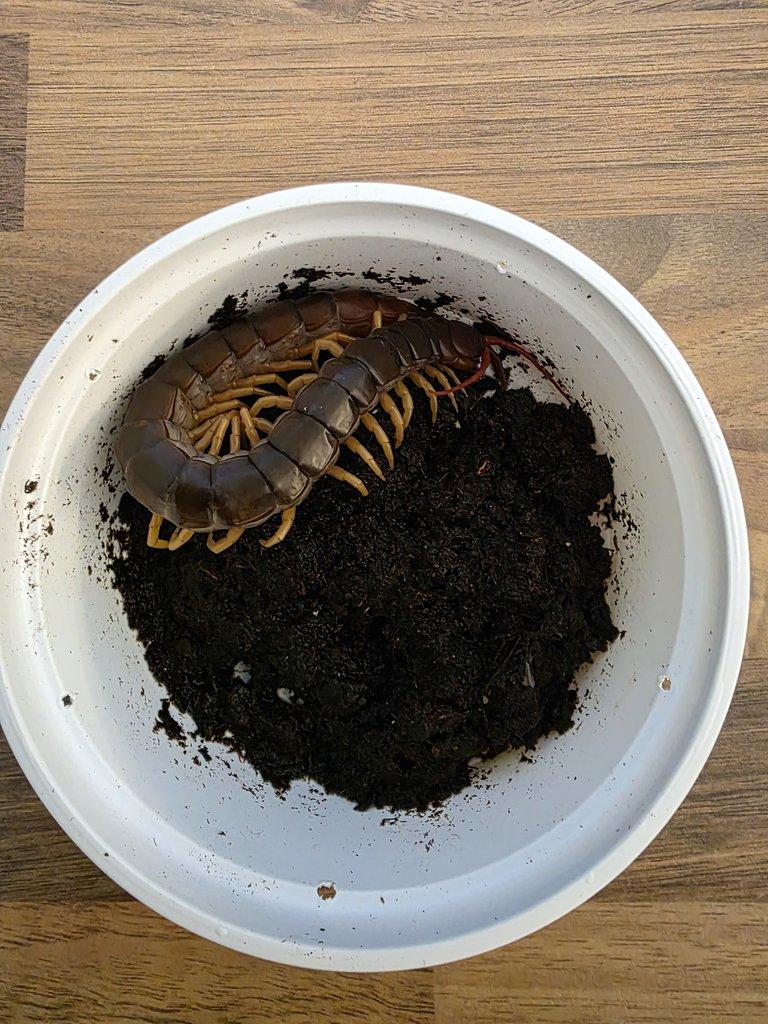 Scolopendry-obrovské stonožky