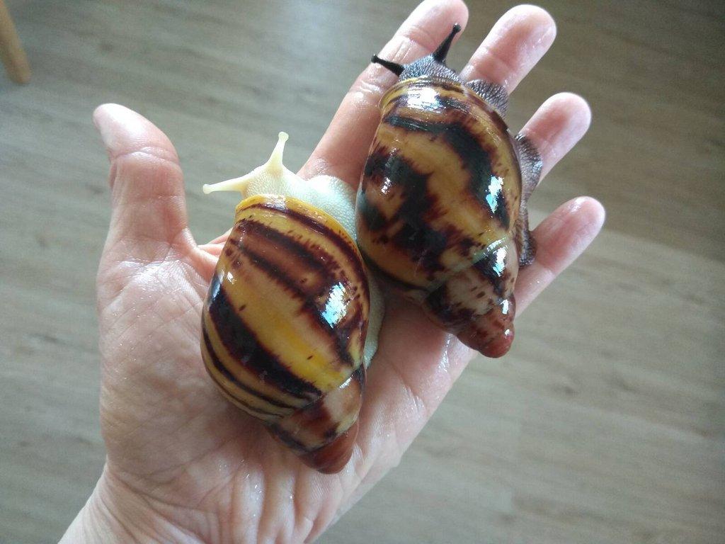 Africký šnek Archachatina Marginata Suturalis větší junioři