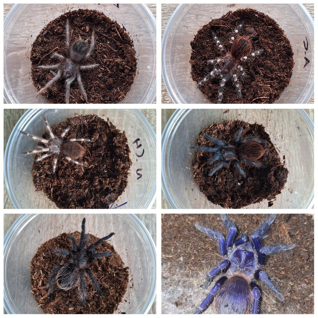 Sklípkani - Aquatera Kroměříž 8.3 + zasílám 🕷🎁