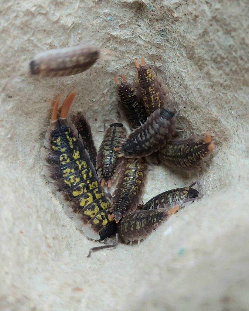 ISOPODA - Hobby druhy - aktualizovaný seznam