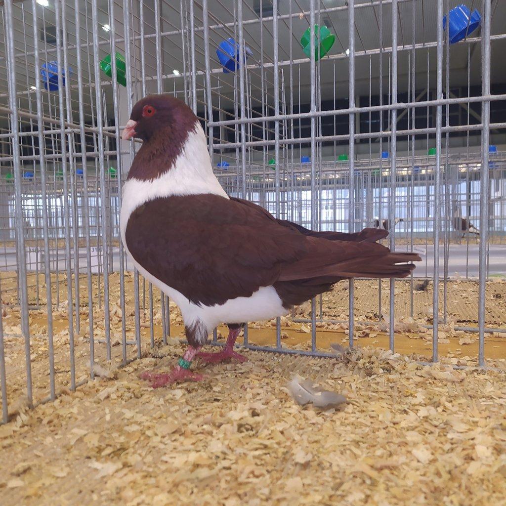 Moravský pštros červený