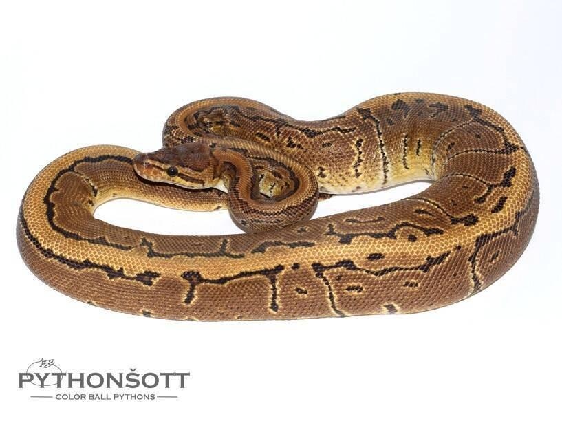 MLÁĎATA KRAJTY KRÁLOVSKÉ (Python regius)
