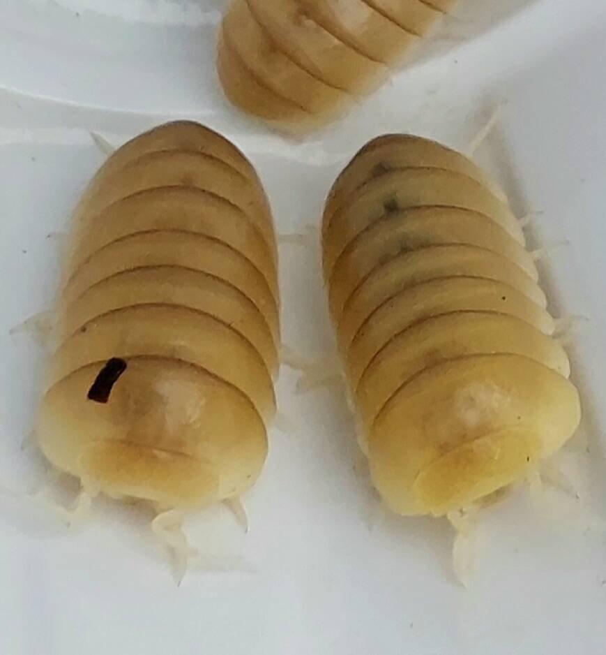 ISOPODA - Hobby druhy - aktualizovaný seznam