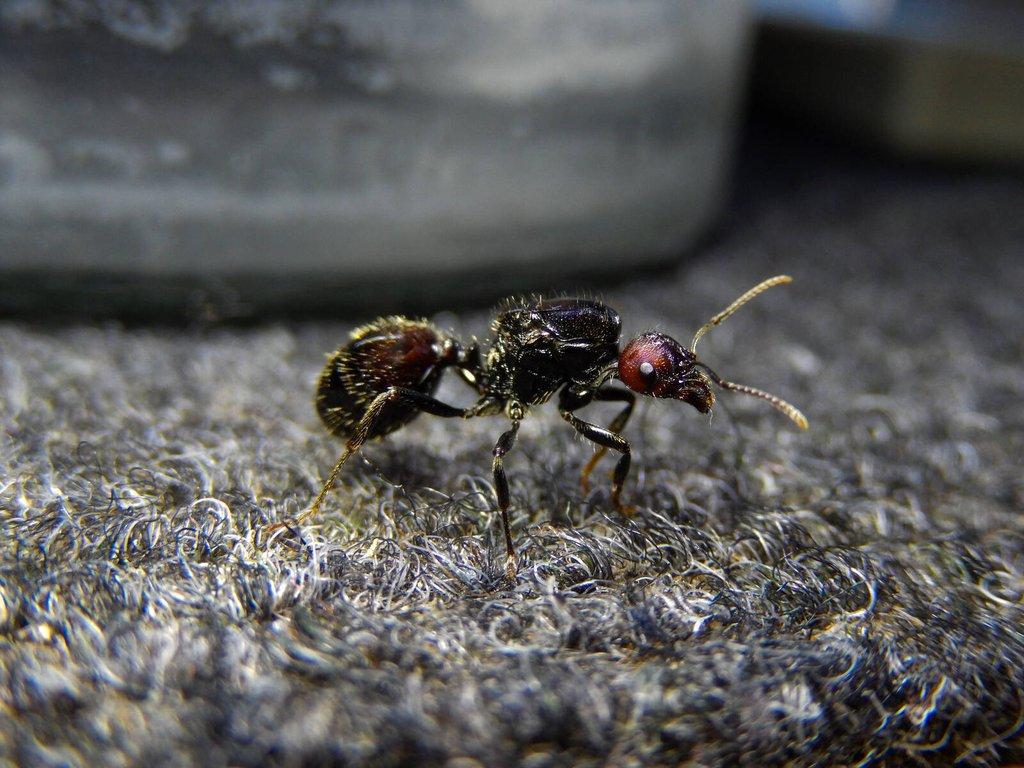 Prodám různé druhy mravenců, české, evropské, exotické