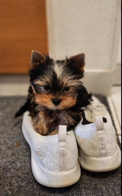 Štěňata yorkšírských teriérů s PP