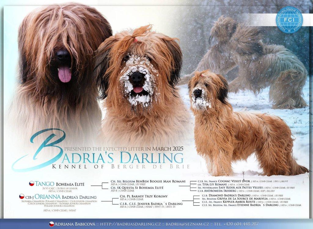 Briard - plavá štěňátka