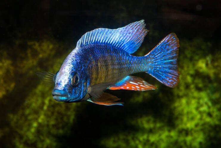 Protomelas steveni Taiwan Reef