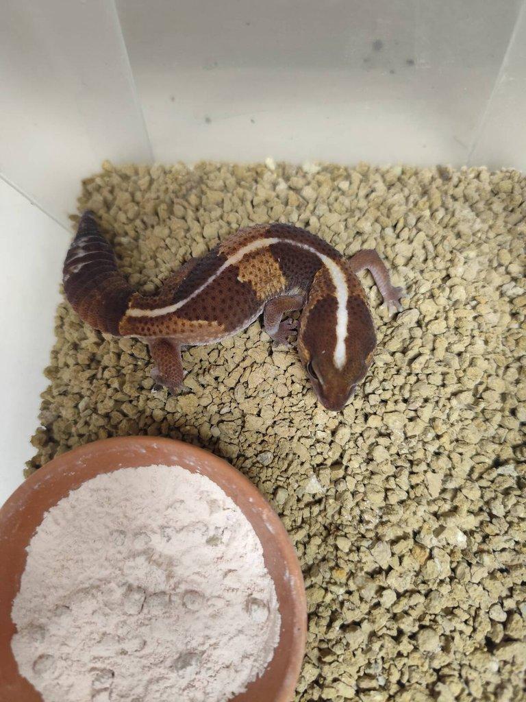 Gekončík africký - hemytheconyx caudicitus