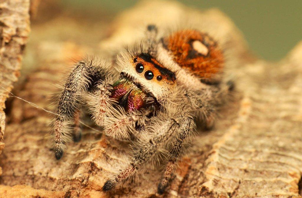 Phidippus regius Everglades subadult/adult páry