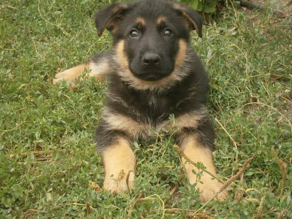 Prodám pejsky a fenky Německého ovčáka