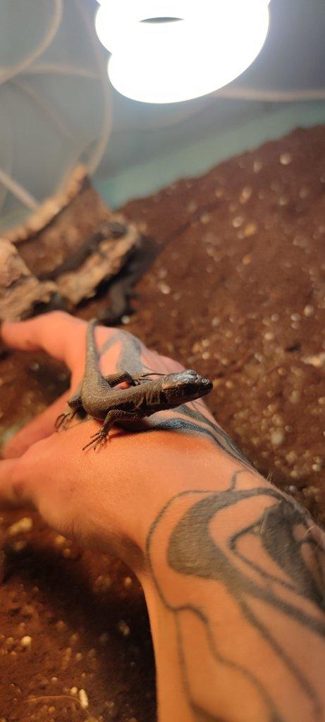 Timon lepidus melanistic