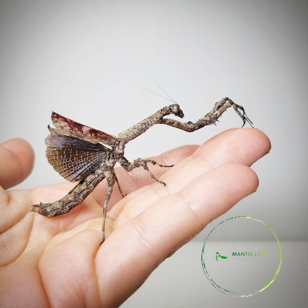 Kudlanky