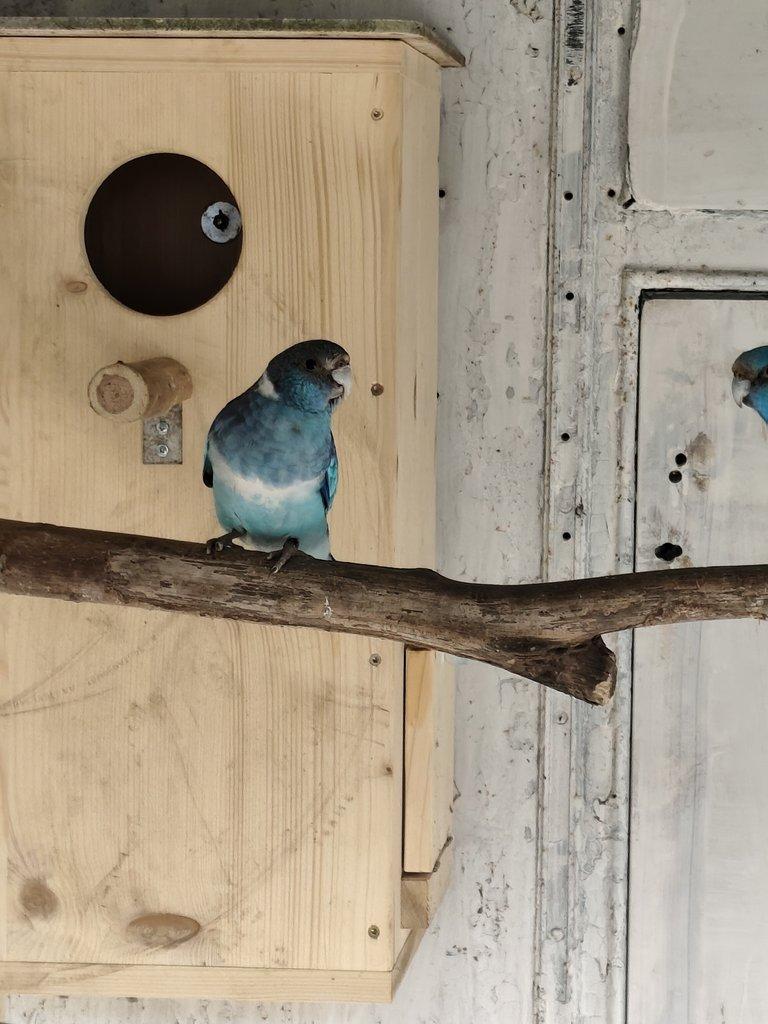 Koupím Barnarda a Pap. rudobřičhý