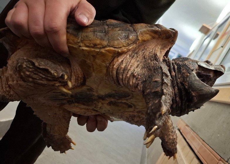 Prodám kajmanky supí