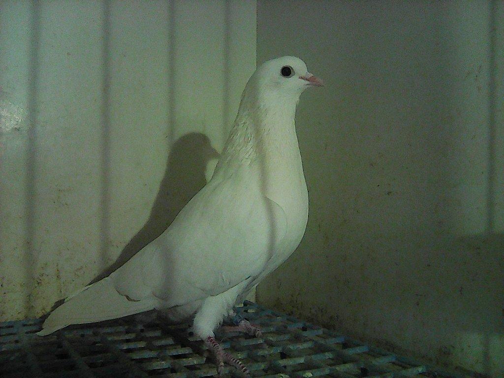 Arabské bubláky bílé