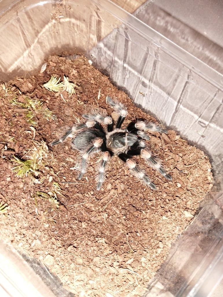 Brachypelma smithi