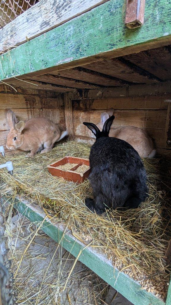 prodám králíky na chov/maso/dokrmení