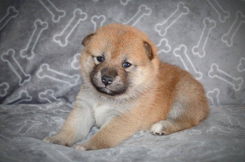 Shiba Inu Štěňata