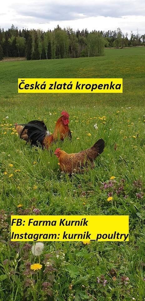 Česká zlatá kropenka násadová vejce a kuřata