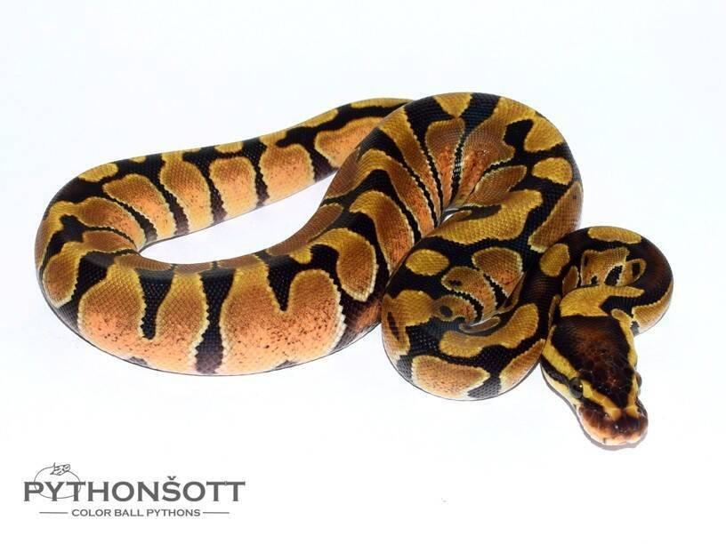 MLÁĎATA KRAJTY KRÁLOVSKÉ (Python regius)