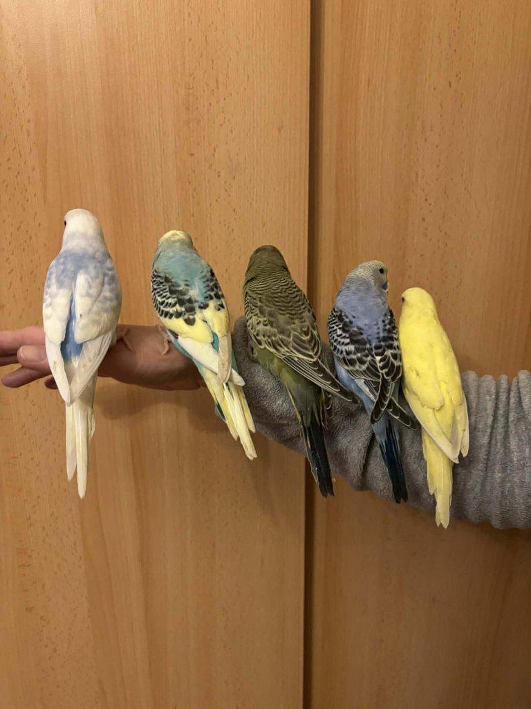 Prodám mladé andulky po vylétnutí z budky