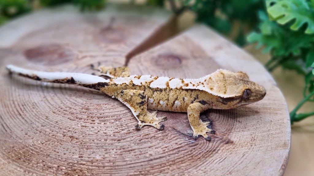 Chovná Samice 43g Extreme Harlequin