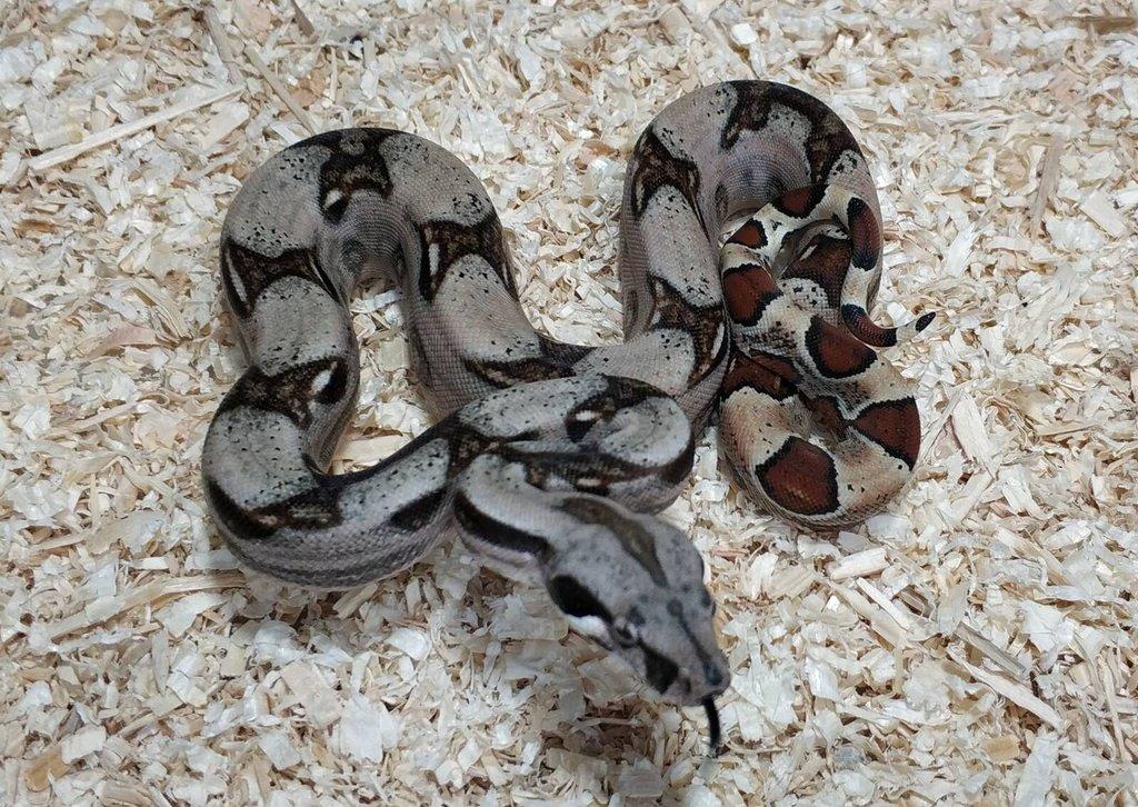Boa imperator- Sharp Sunglow 66% het Sterling,Hypo Sterling