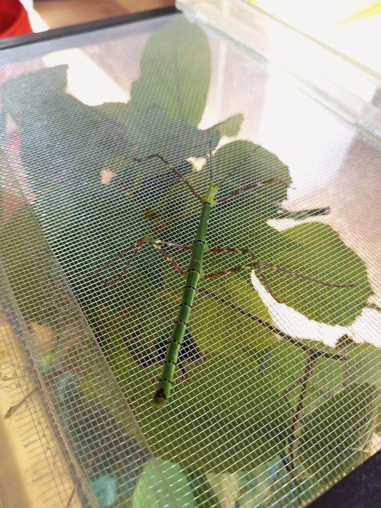 Myronides glaucus