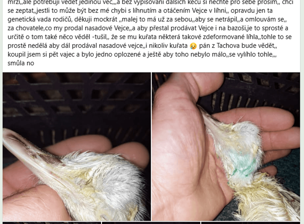 NANDU - NÁSADOVÁ VEJCE -  P*O*Z*O*R na vejce z Tachova
