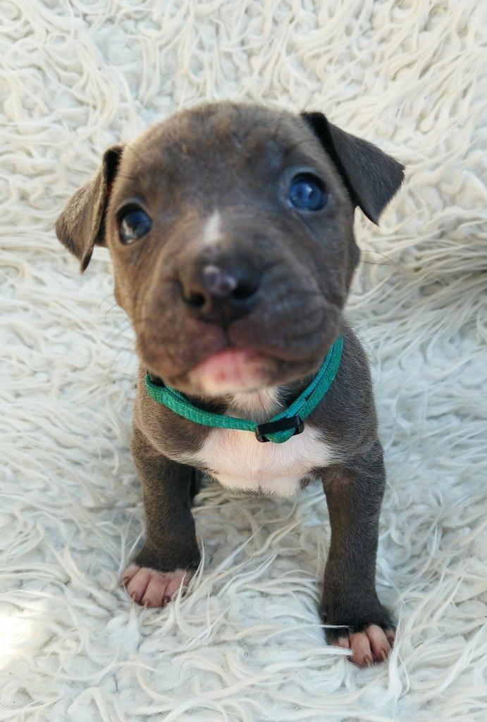 Amstaff