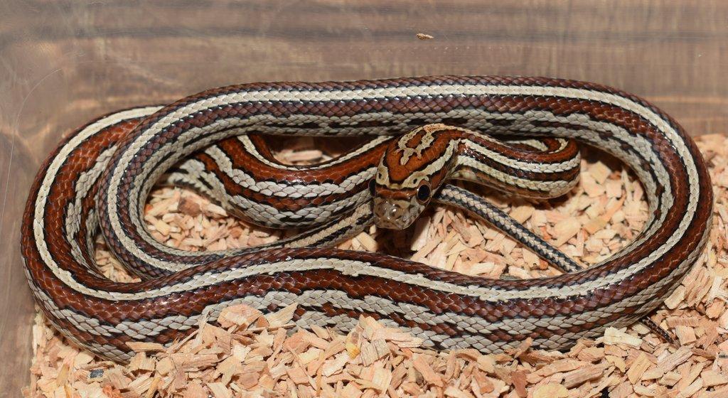 Užovka červená - 1,0 - Miami Phase Tessera - Pantherophis (elaphe) guttatus