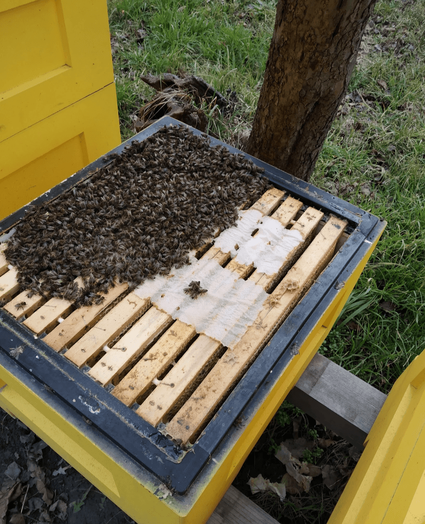 Včelstva, včelí oddělky, vyzimované včely