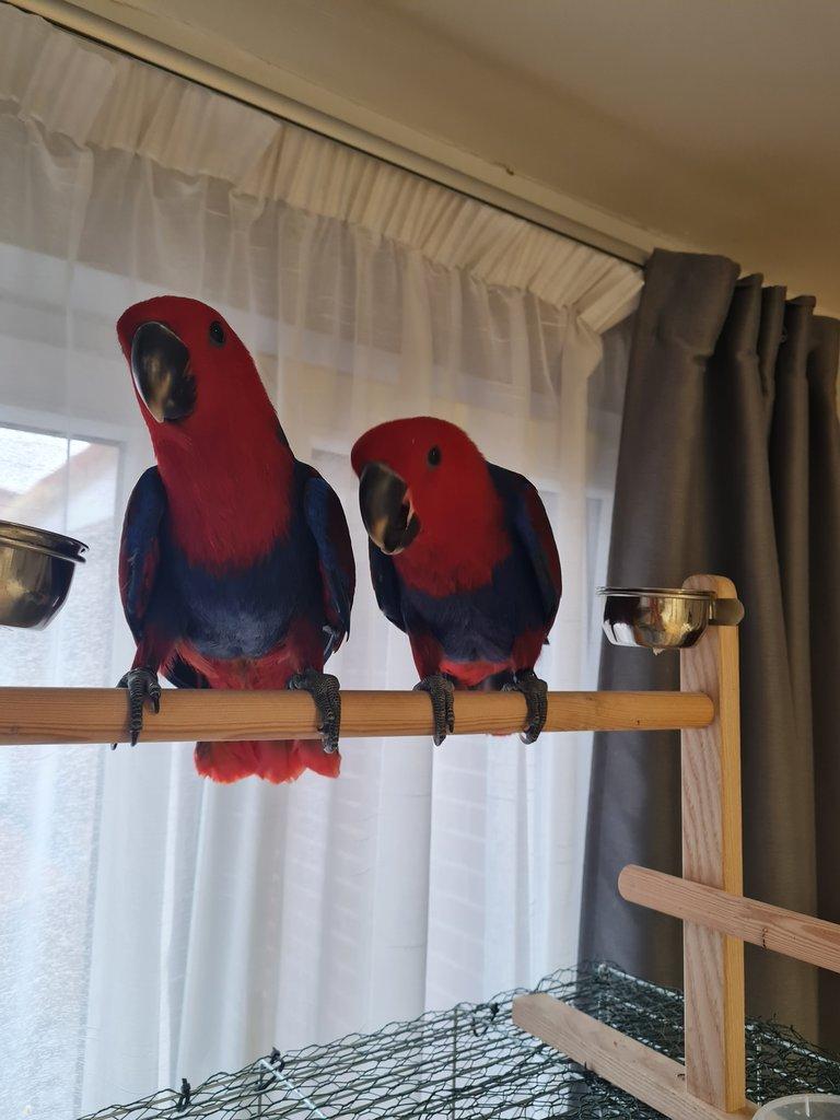 Prodám Eklektus různobarevný