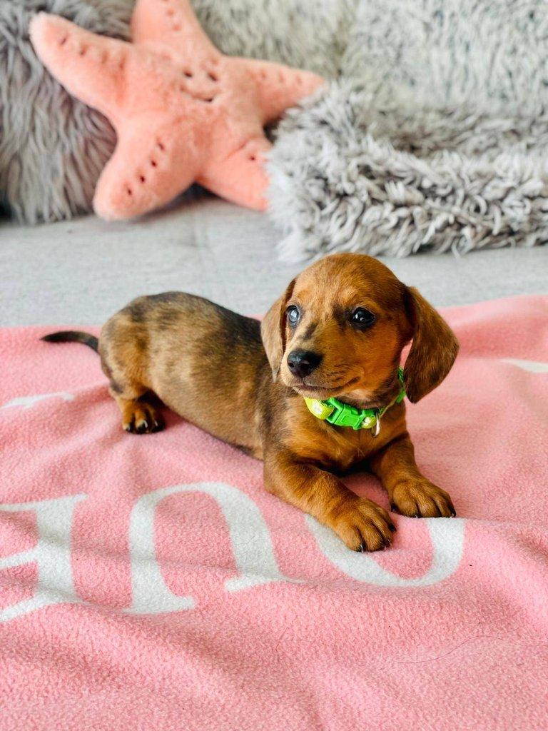 Merle Jezevčík hladkosrstý trpasličí