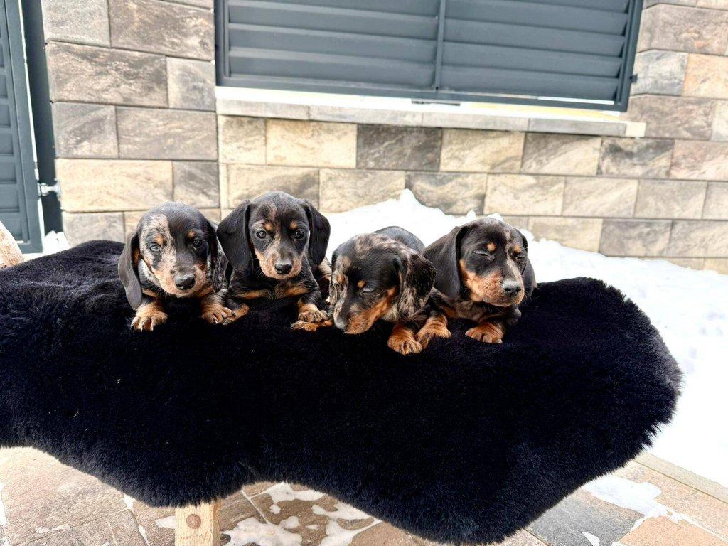 Merle Jezevčík hladkosrstý trpasličí bez PP