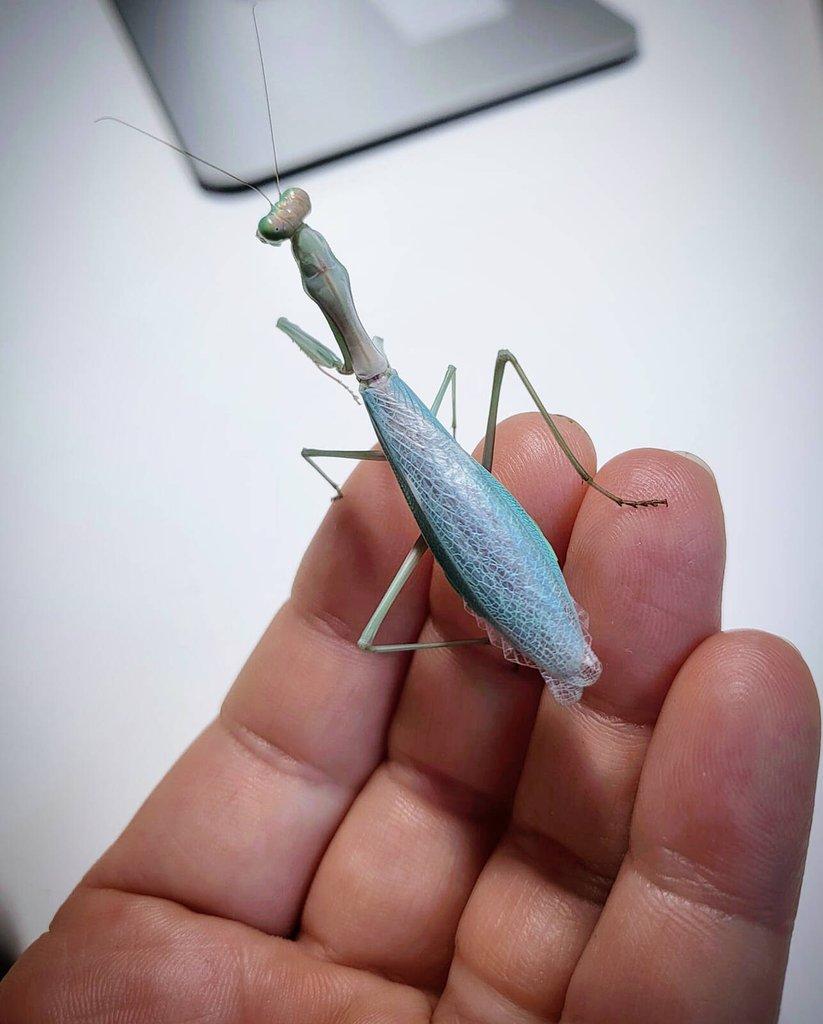 Kudlanky