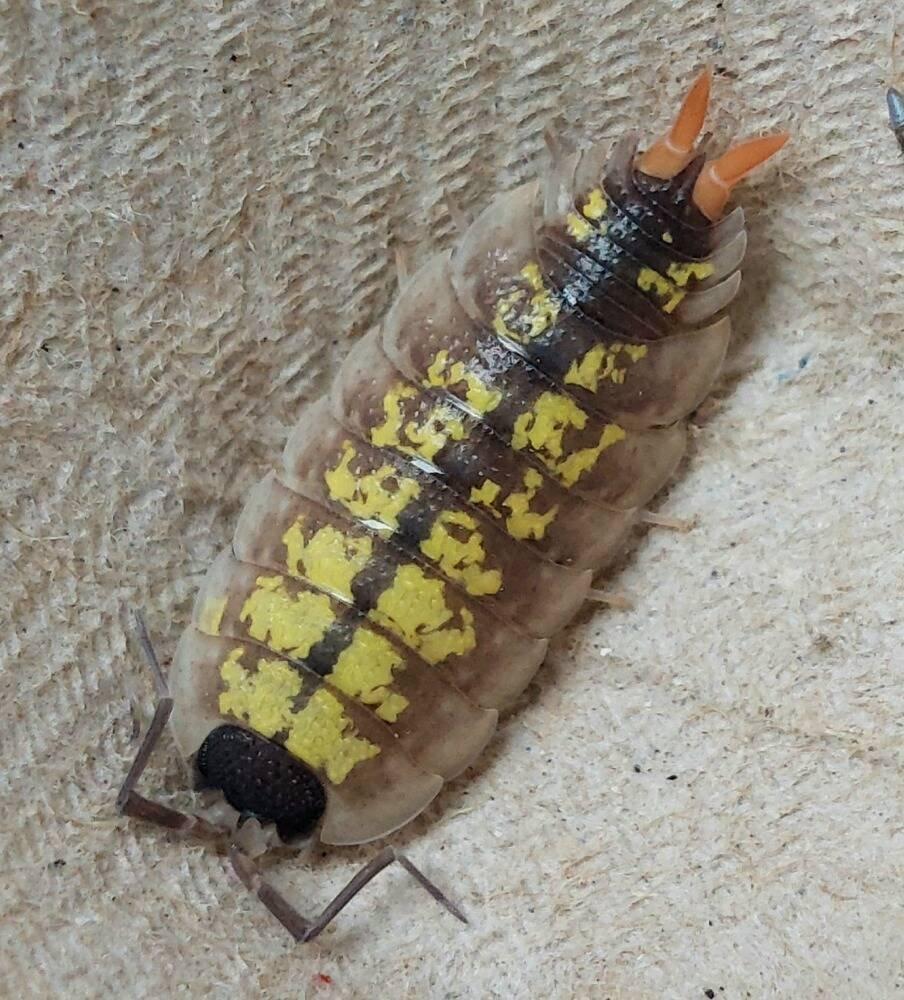 ISOPODA - Hobby druhy - aktualizovaný seznam