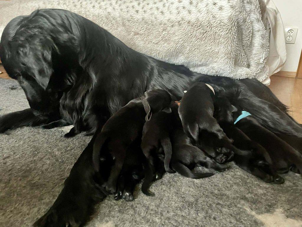 Štěňata flat coated retrívra