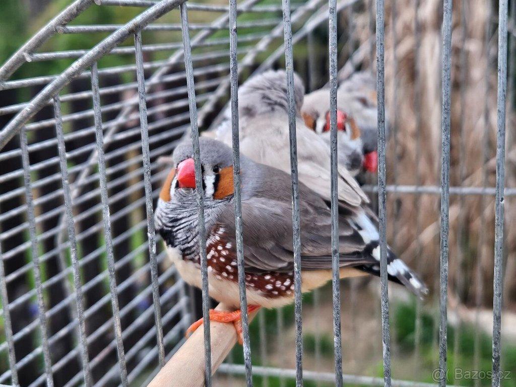 Náhubky