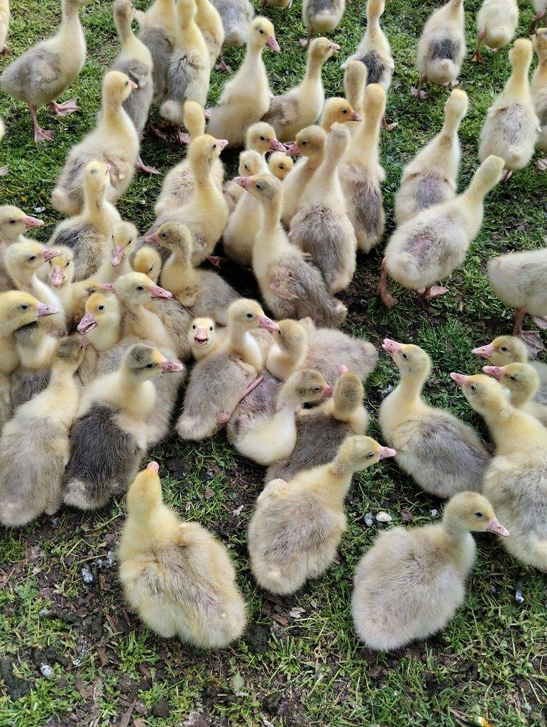 Housata husy německé nosné