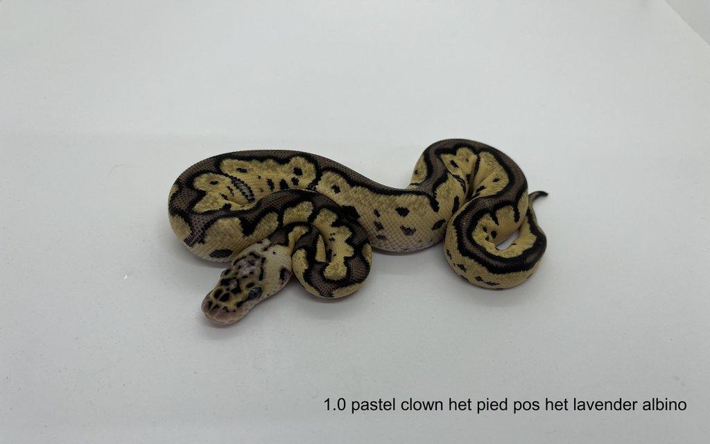 Krajta královská (Python regius)