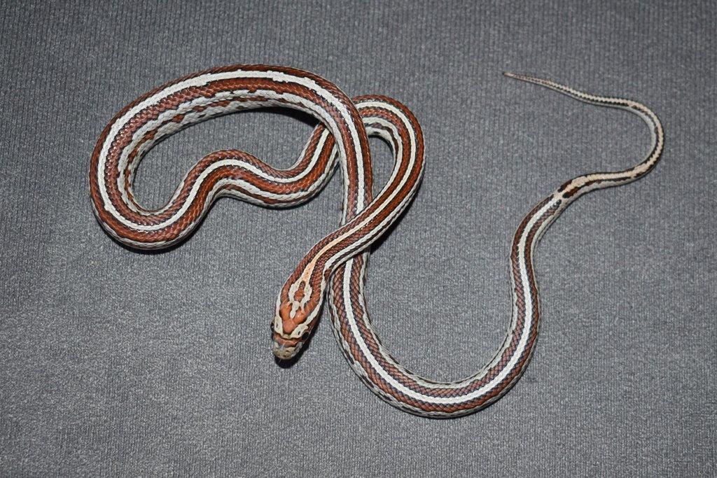 Užovka červená - 1,0 - Miami Phase Tessera - Pantherophis (elaphe) guttatus