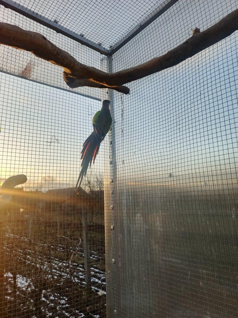 Papoušek alexandřin 1,0