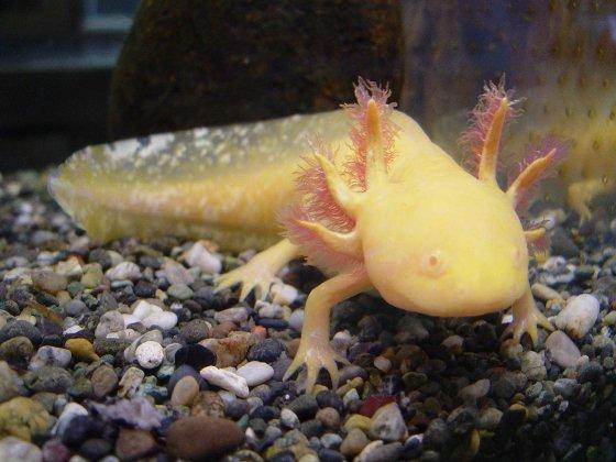 Axolotl mexický,akvarijní dráček