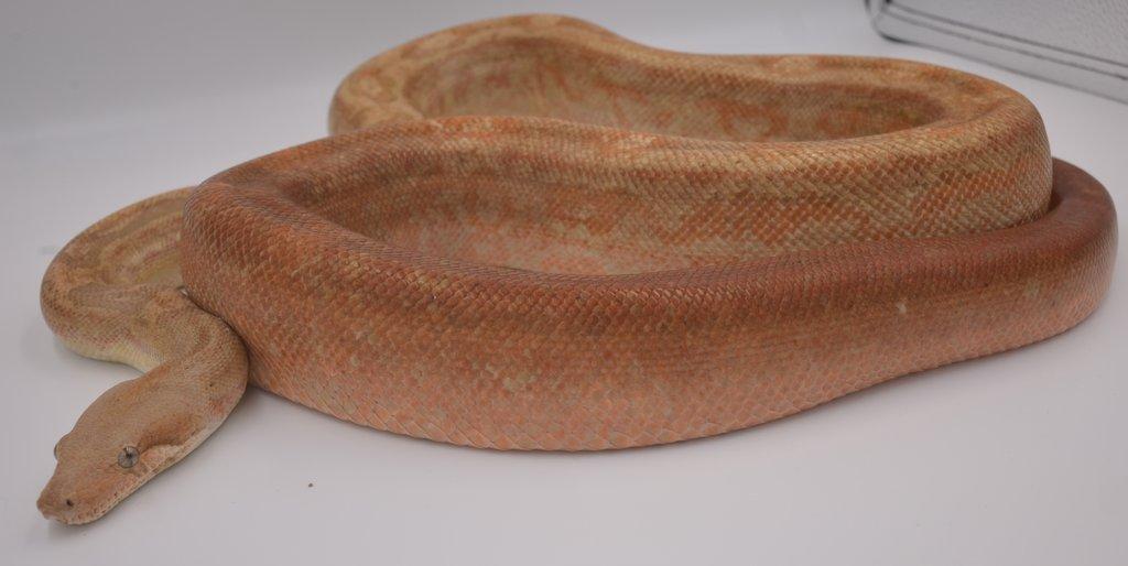 Hroznýš Královský (Boa imperator) Sunglow CA Motley T+ NBL