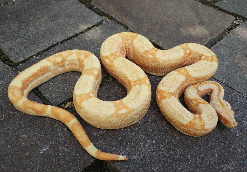 Boa imperator - Purple Sharp Sunglow Aztec, Sharp Sunglow